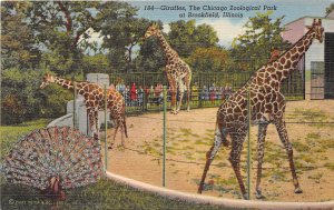 Brookfield Illinois 1940s Postcard Giraffes at Chicago Zoological Park ZOO