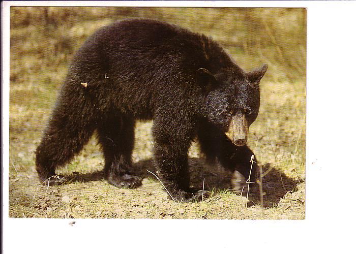 Black Bear, North American Wildlife