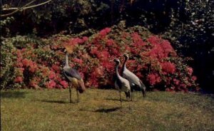 Golden Crested Crane & Demoiselle Cranes - Sarasota, Florida FL  