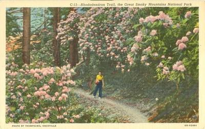 Rhododendron Trail, the Great Smoky Mountains National Pa...