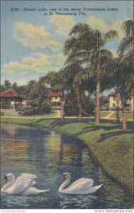 Florida St Petersburg White Swans On Round Lake 1950