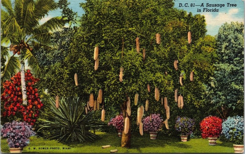 Sausage Tree Miami Florida FL Linen Postcard PM Apopka FL Cancel WOB Note 