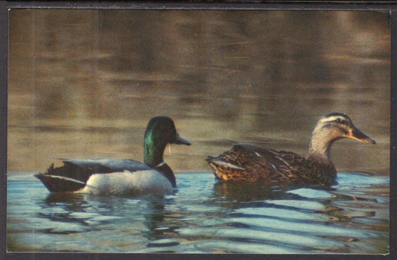 Mallard Ducks