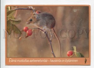 429496 FINLAND Little mouse eats berries Old postcard