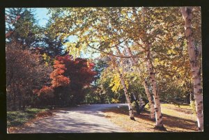 Greetings From Sudbury, Massachusetts/MA Postcard, Winding Road