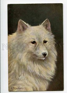 3029413 White SPITZ. Sign MULLER. Vintage colorful PC