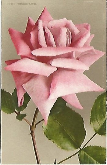 A Single Pink Country Roses Winnie Davis Vintage Postcard Edwin H. Mitchell San