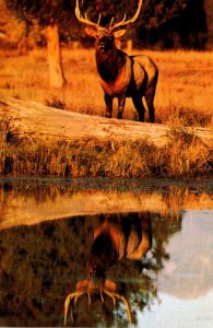 Yellowstone National Park Elk 1985