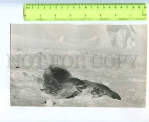 229661 Soviet Antarctic station Bellingshausen Sea lion photo