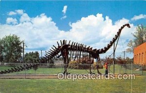 Authentic Cement Replica, Diplodocus Utah Field House of Natural History, Ver...