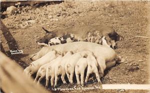 D46/ Monterey Minnesota Mn Real Photo RPPC Postcard 15 Minute Dinner Pigs c1910