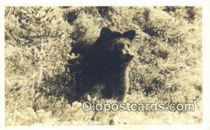 Real Photo - Washington Native Bear 1942 crease left top corner, corner wear,...