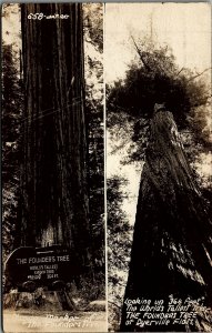 c1900 DYERVILLE FLATS CALIFORNIA WORLD'S LARGEST TREE REAL PHOTO POSTCARD 17-72