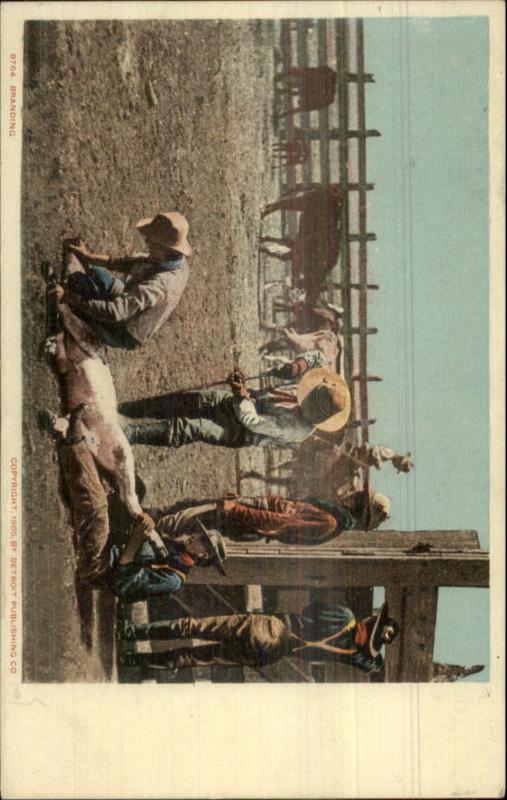 Cowboys Branding Cattle 1905 Detroit Publishing Postcard