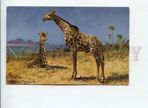 3170320 HUNT Africa GIRAFFE by MULLER vintage Colorful Postcard