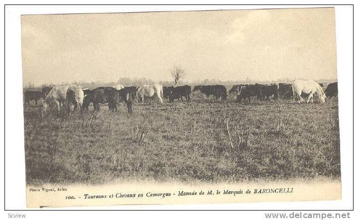 Cattle herd, Taureaux et Chevaux en Camargue - Manade de M. le Marquis de BAR...