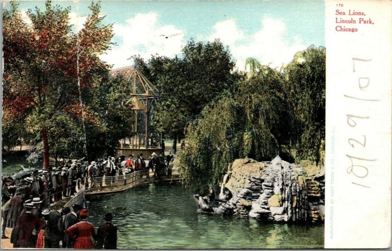 Vtg Chicago Illinois IL Sea Lions Lincoln Park Zoo 1907 Old View Postcard