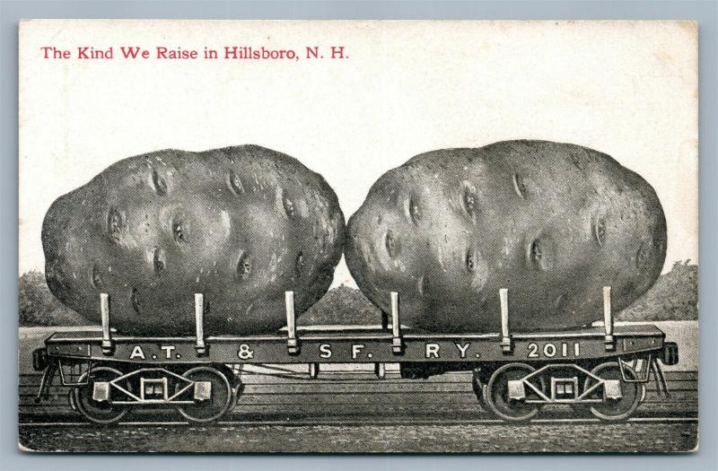 HILLSBORO NH EXAGGERATED POTATOES ANTIQUE POSTCARD