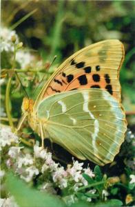 pandoriana pandora cardinal butterfly topical postcard