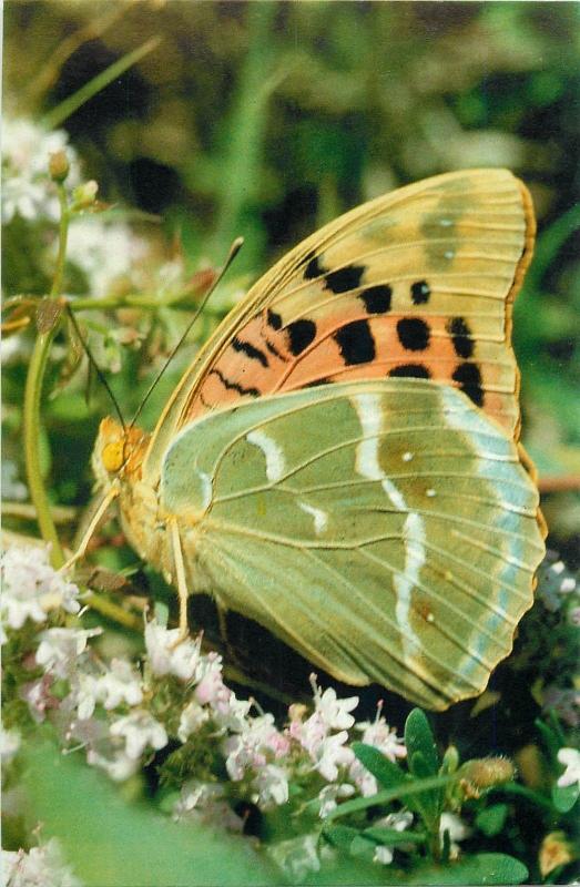 pandoriana pandora cardinal butterfly topical postcard