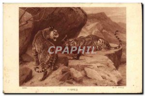 Old Postcard Tiger Tigers