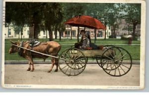 BLACK AMERICANA Man & Child in Ox Cart c1910 Postcard