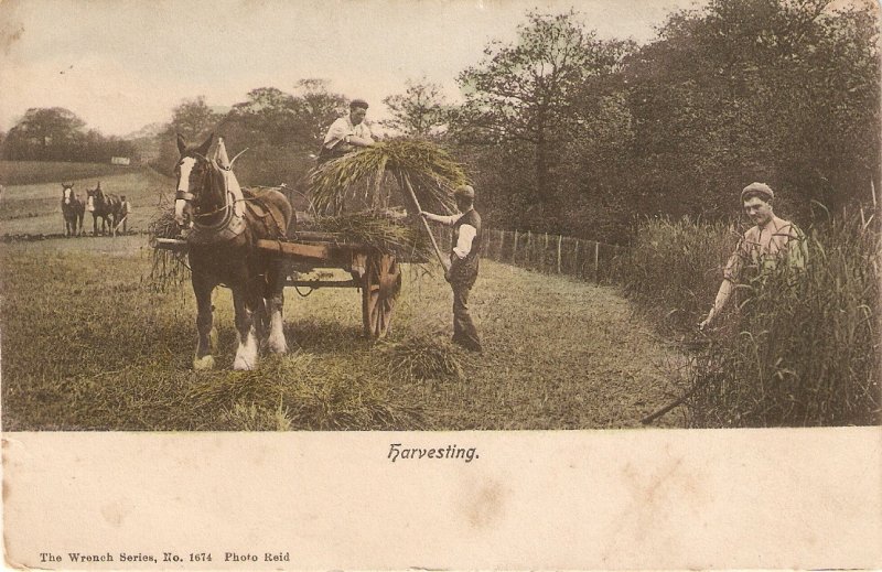 Harvesting. Cart. Horse Old vintage English postcard