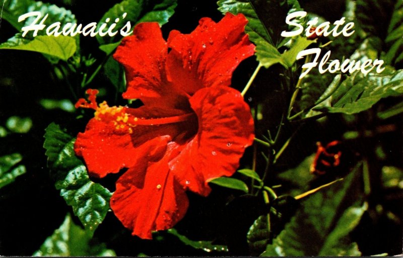 Hawaii State Flower The Red Hibiscus 1984