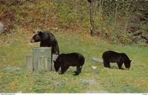 Parc De La Verendrye , Quebec , Canada , 1950-60s ; Black Bears in trash