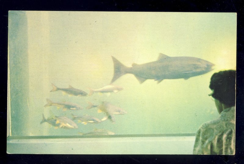 Columbia River, Washington/WA Postcard, Fish Viewing Room, Rocky Reach Dam