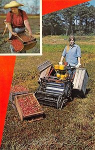 Harvesting Cranberries on Cape Cod, MA, USA Farming Postcard