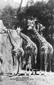 Masai Giraffes Chicago Zoological Park, Brookfield, Illinois, USA Unused real...