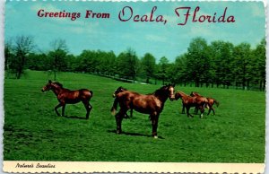 M-78422 Nature's Beauties Greetings From Ocala Florda