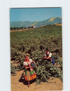 Postcard Italian Swiss Colony Vineyard Scene At Asti, California