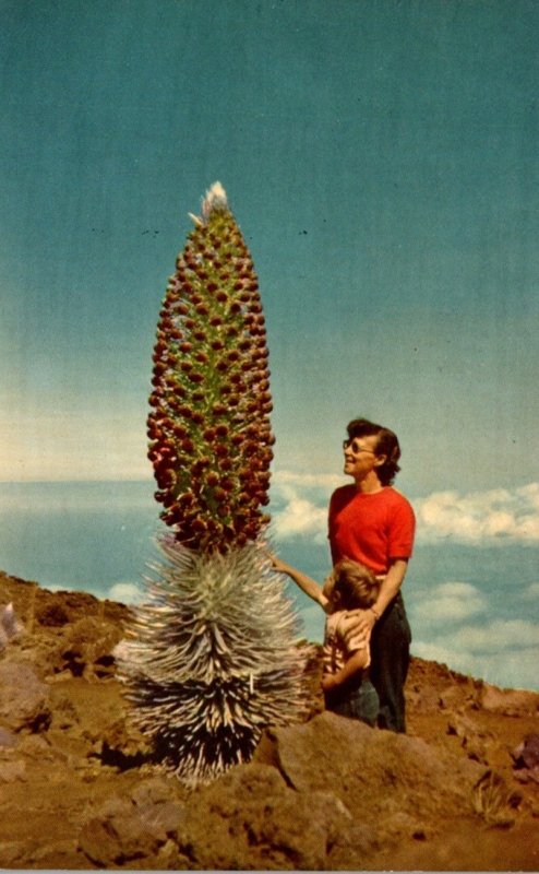 Hawaii Maui Haleakala Silverswords In Bloom