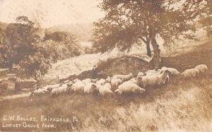 Fairadale Pennsylvania EW Bolles Locust Grove Farm Sheep Real Photo PC AA44994