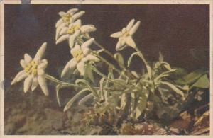 Flowers Switzerland Edelweiss