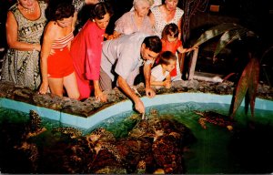 Florida Key West Aquarium Feeding The Giant Turtles