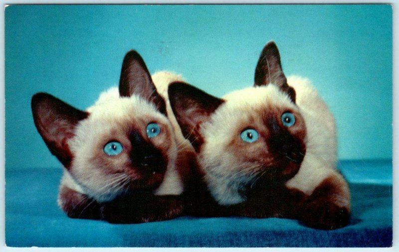 Cat Siamese Kittens SAN BERNARDINO Bob Harrell Oldsmobile Service Reminder 1964