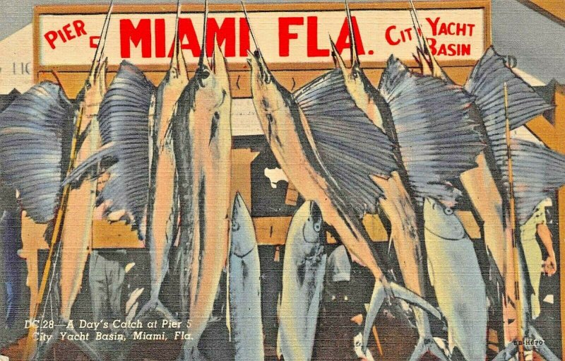 MIAMI BEACH FL~A DAY'S CATCH OF SWORD FISH-PIER 5-CITY YACHT BASIN~1949 POSTCARD