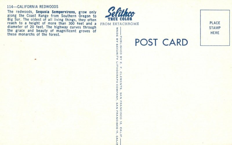 Redwoods Sequoia Sempervirens Coast Range California CA Vintage Postcard