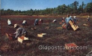 Picking Cranberries Farming, Farm, Farmer  1958 