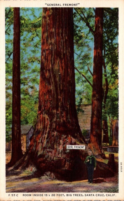 California Santa Cruz Big Trees General Fremont Curteich