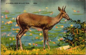 A Florida Deer In A Lily Pool