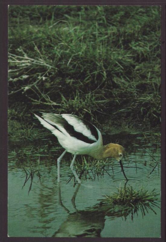 American Avocet Postcard 