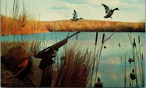 Vtg Mallard in Sight Hunter Hunting Duck Bird Shooting Rifle Postcard
