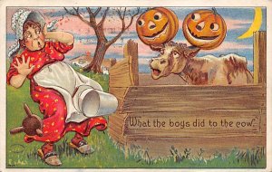 What the boys did to the cow Halloween 1910 