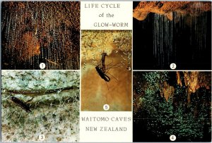 Life Cycle of the Glow Worm Waitomo Caves New Zealand Postcard