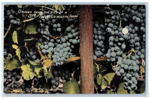 Lewiston Idaho ID Postcard Grapes Near Size Of 50 Cents Scene c1910's Antique