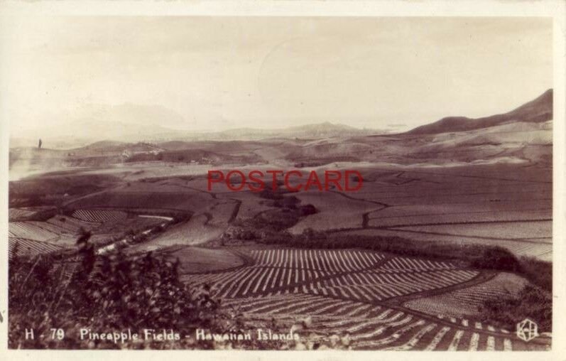 1940 RPPC - PINEAPPLE FIELDS - HAWAIIAN ISLANDS